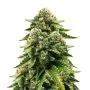 Royal Queen Seeds Ice - Femminizzata