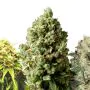 Royal Queen Seeds Mix Femminizzato - Critical e White Widow