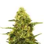 Royal Queen Seeds Northern Light Femminizzata