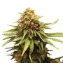 Royal Queen Seeds Royal Domina - Femminizzata