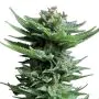 Royal Queen Seeds Shining Silver Haze
