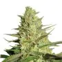 Royal Queen Seeds Special Queen #1 Femminizzata