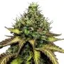 Sensi Seeds Sensi #140 - Femminizzata