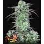 strawberry banana auto
