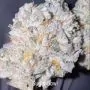 Sugar Bowl Fem