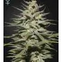 super lemon haze