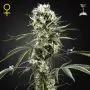super lemon haze