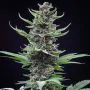 Tropicana Cookies Auto fastbuds
