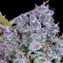 Tropicana Cookies fiore
