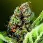 Tropicana cookies resina