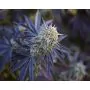 L.A. Vanilla Cake Silent Seeds 1