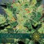 VISION JACK AUTO