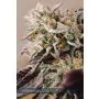 Vision gelato auto