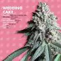 Wedding Cake lion's bud