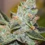 wedding cake x triple OG