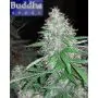 White Dwarf auto