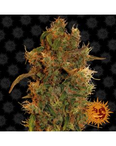 8 Ball Kush