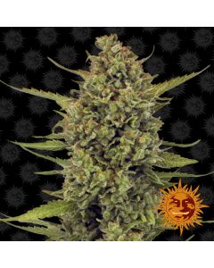 Acapulco Gold
