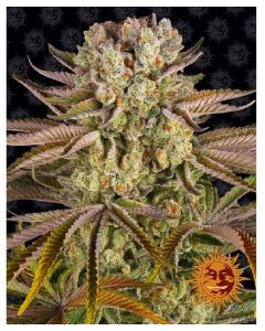 Pineapple Express feminized