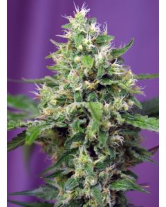 Blow Mind Auto
