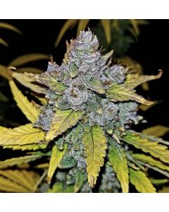 Guru Traum Auto CBD