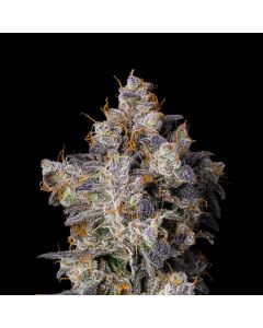 Cherry Zelato Cookies Seedbank