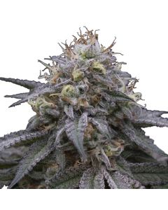 Wüstendiesel