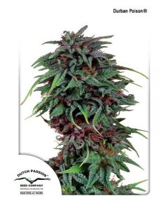 Durban Poison