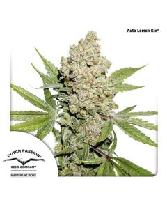 Auto Lemon Kix