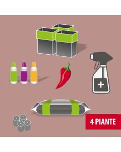 Outdoor chili pepper growing kit 4 plants