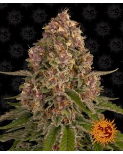 PINK KUSH