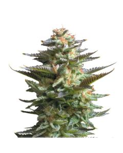 Amnesia Haze Royal Queen Seeds