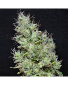 Skunk CBD