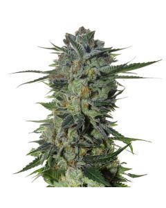Sour Diesel #2