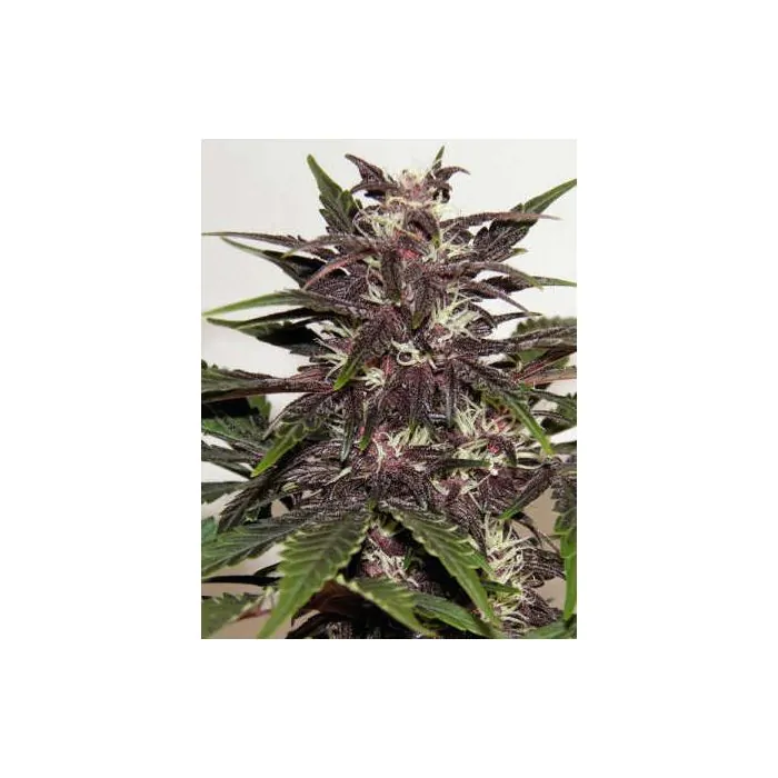 Buddha Purple Kush