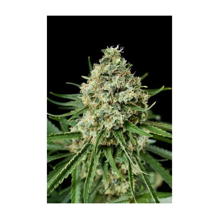 Dinafem Critical + 2.0 -1