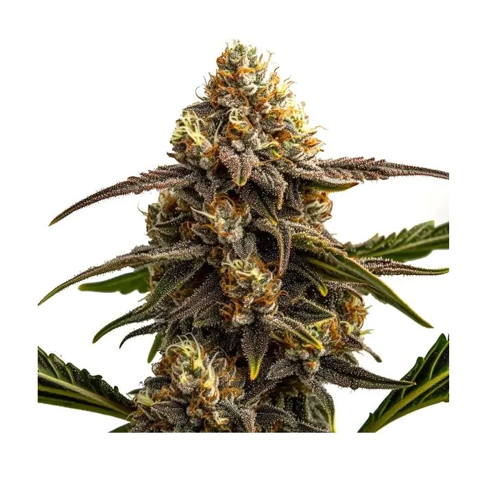 apple banana auto 