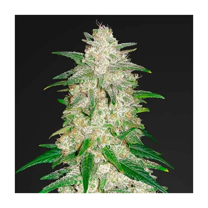 auto gelato