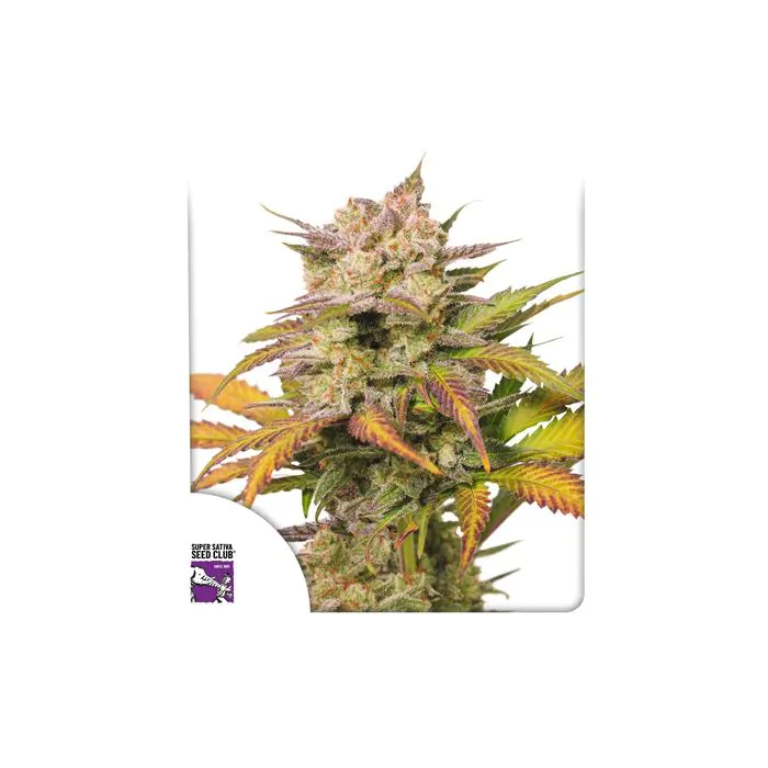 auto sweet bourbon kush