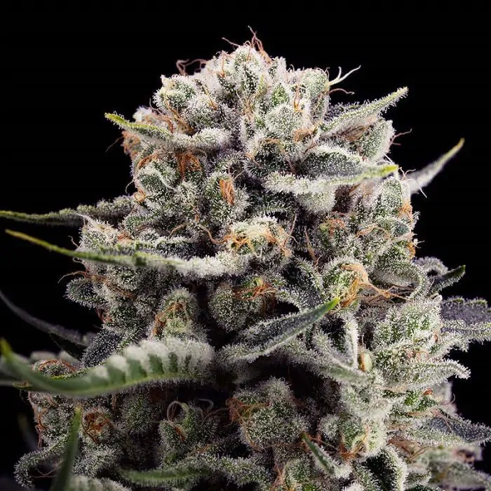 B-45 Silent seeds