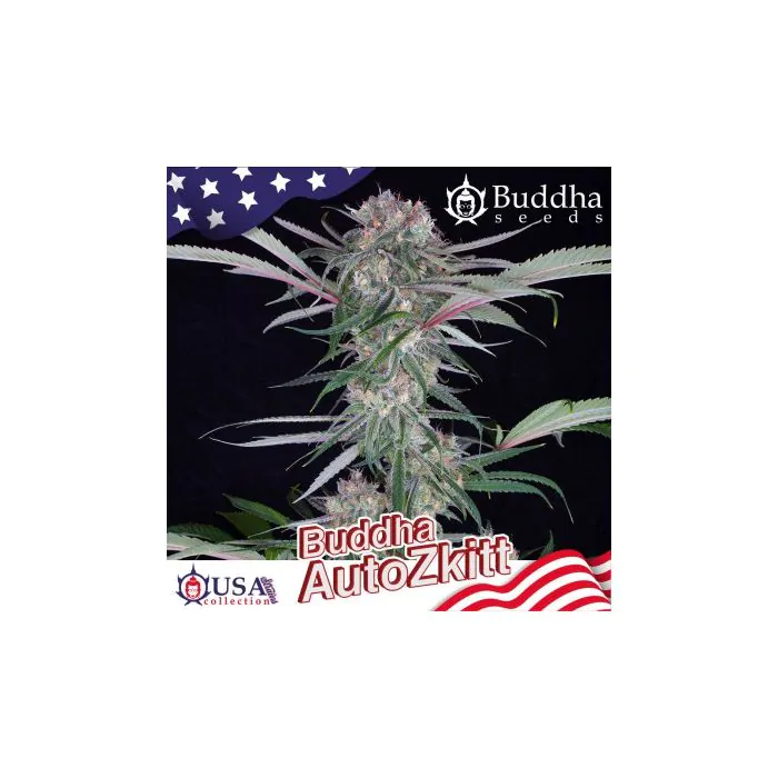 Buddha auto zkitt