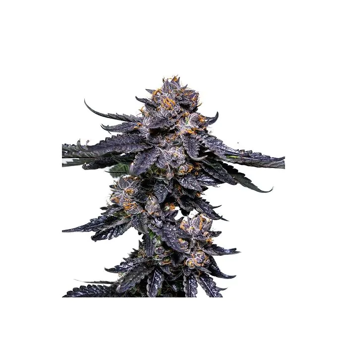 Cookielato Silent Seeds 1