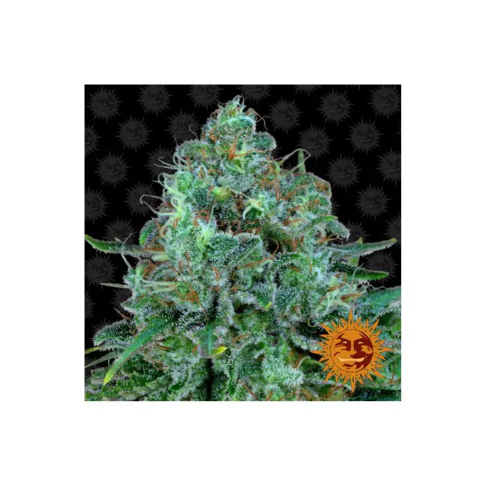 critical kush