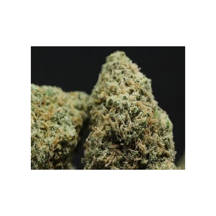 Critical Mango Auto GSI