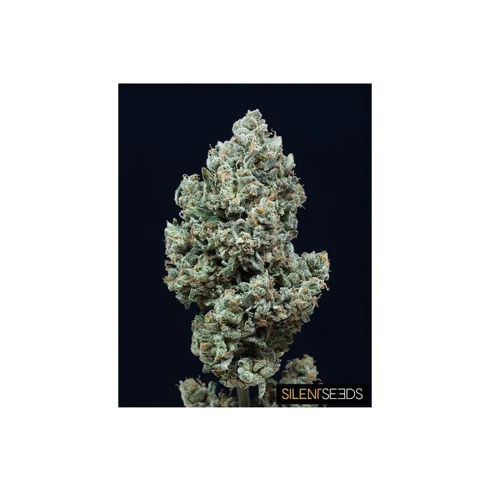 Critical Mango Auto Silent Seeds