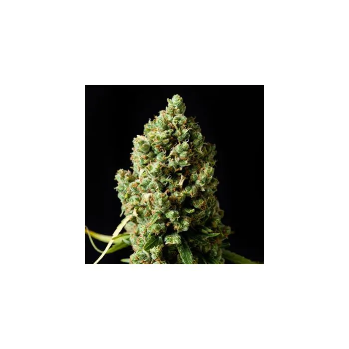 Critical Kush FEM