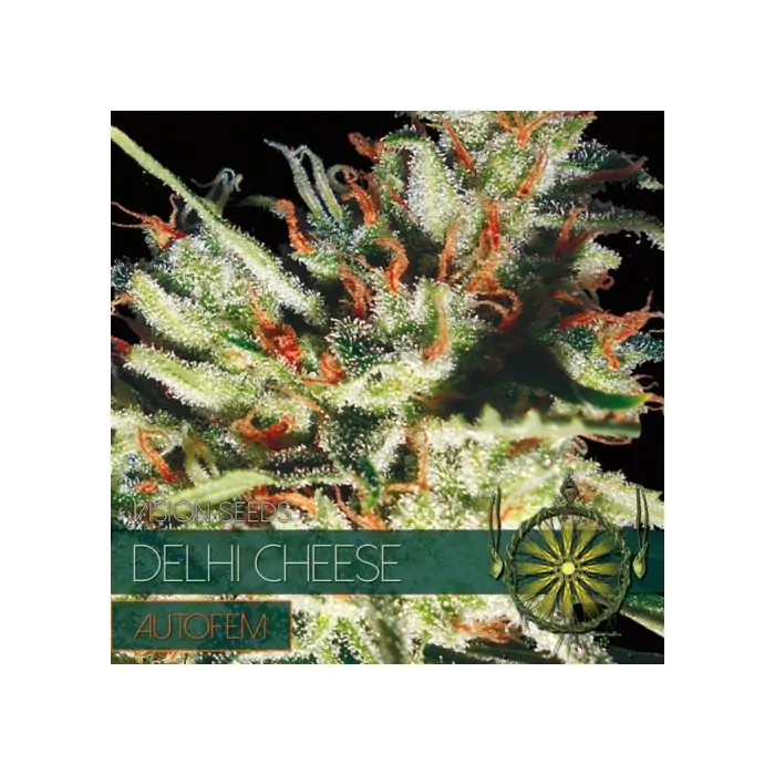 Delhi Cheese Auto