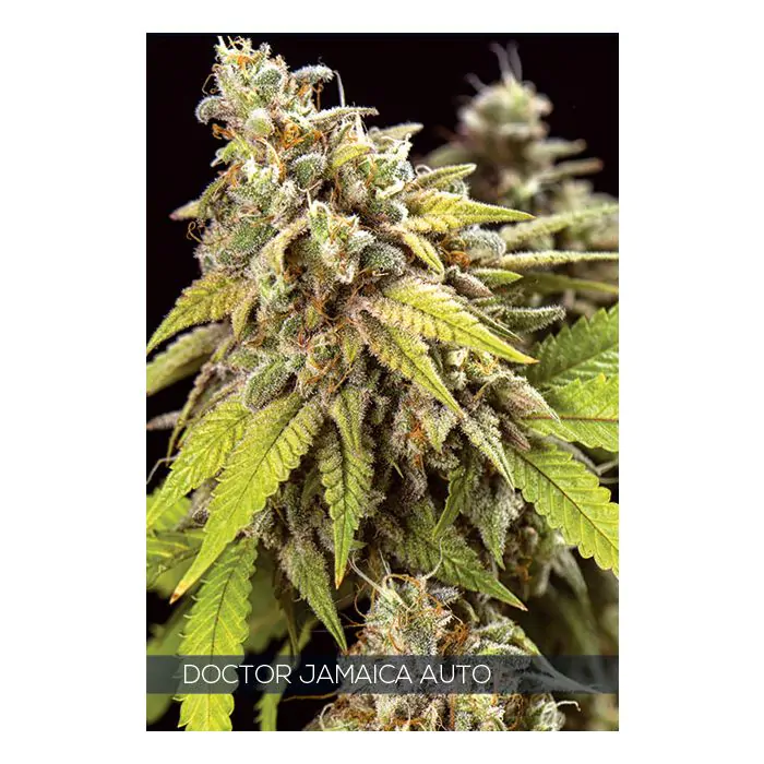 Doctor Jamaica Auto