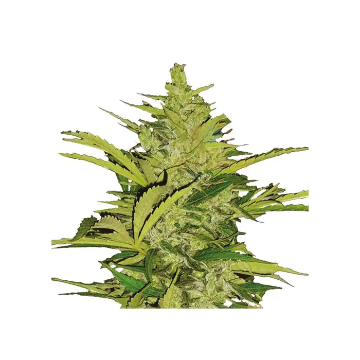 Royal Queen Seeds Fast Eddy Auto - Autofiorente terapeutica