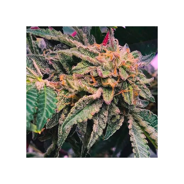 Gelato x Watermelon Zkittlez